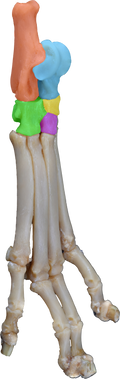 Dog 3D-Printed Pelvic Limb Bone Kit