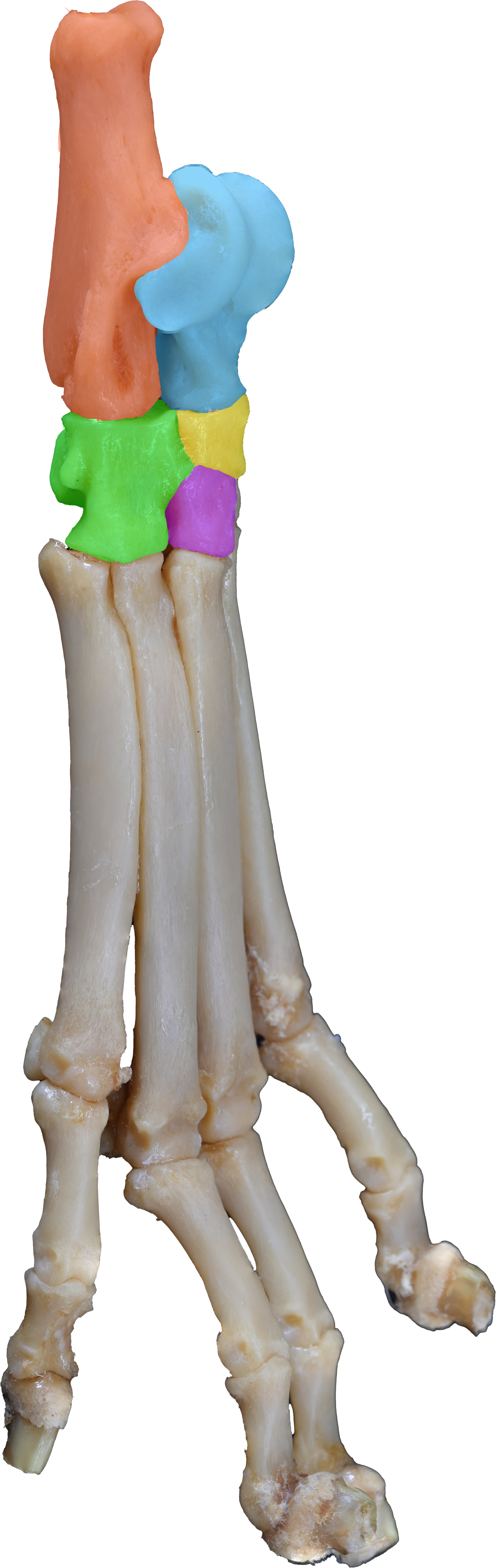 Dog 3D-Printed Pelvic Limb Bone Kit