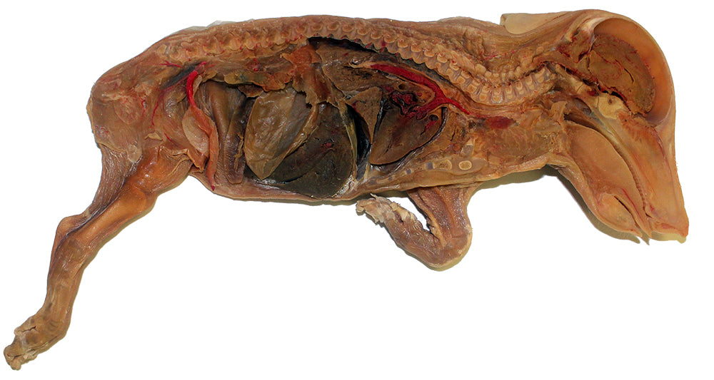 Fetal Pig E-Plastinated model