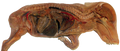 Fetal Pig E-Plastinated model