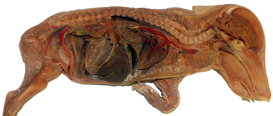 Fetal Pig E-Plastinated model