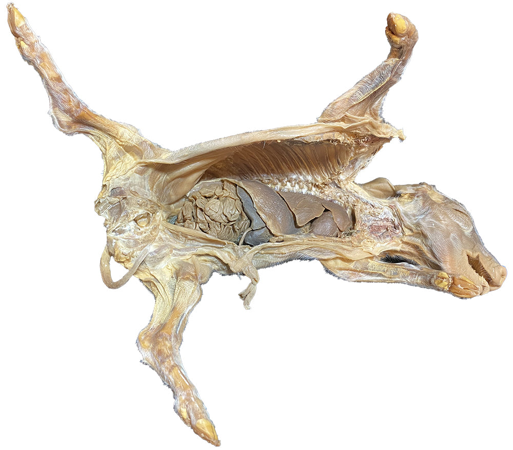 Fetal Pig E-Plastinated model