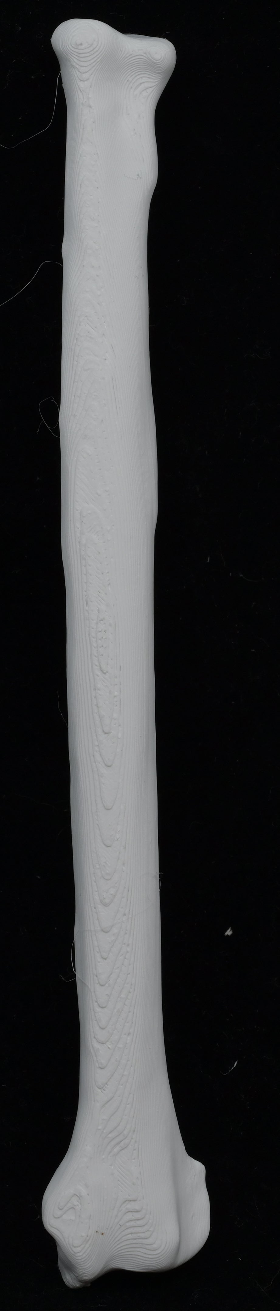 Dog 3D-Printed Forelimb Bone Kit