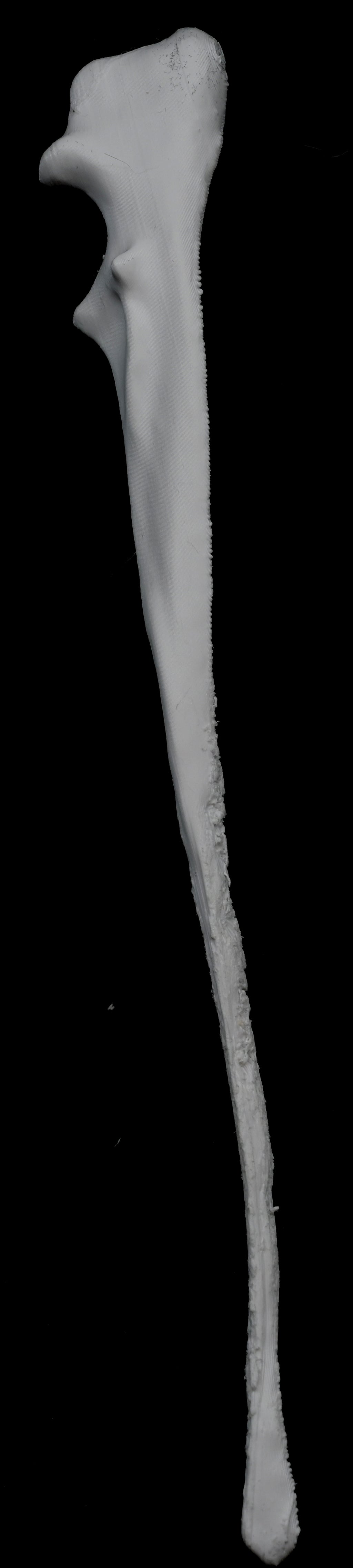 Dog 3D-Printed Forelimb Bone Kit