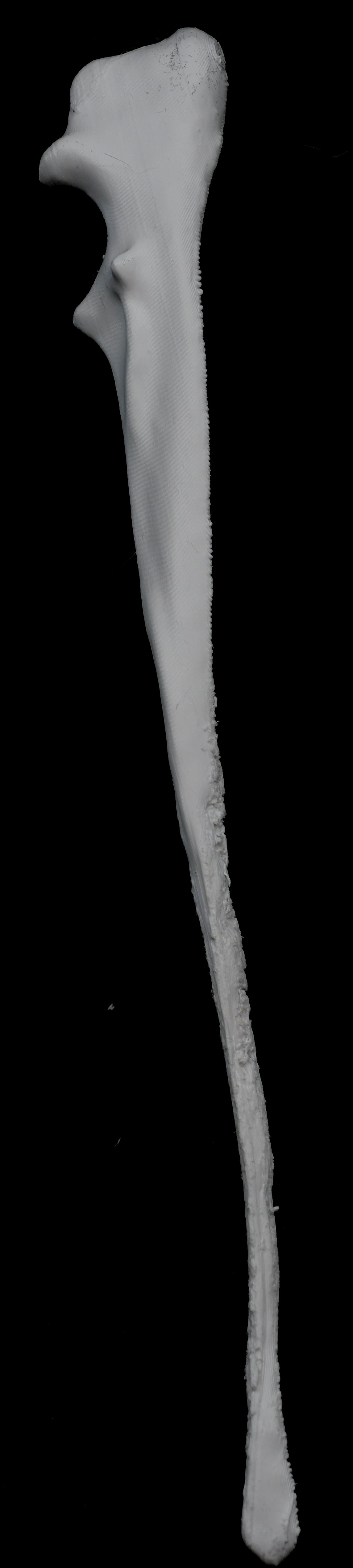 Dog 3D-Printed Forelimb Bone Kit