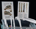 Dog 3D-Printed Forelimb Bone Kit